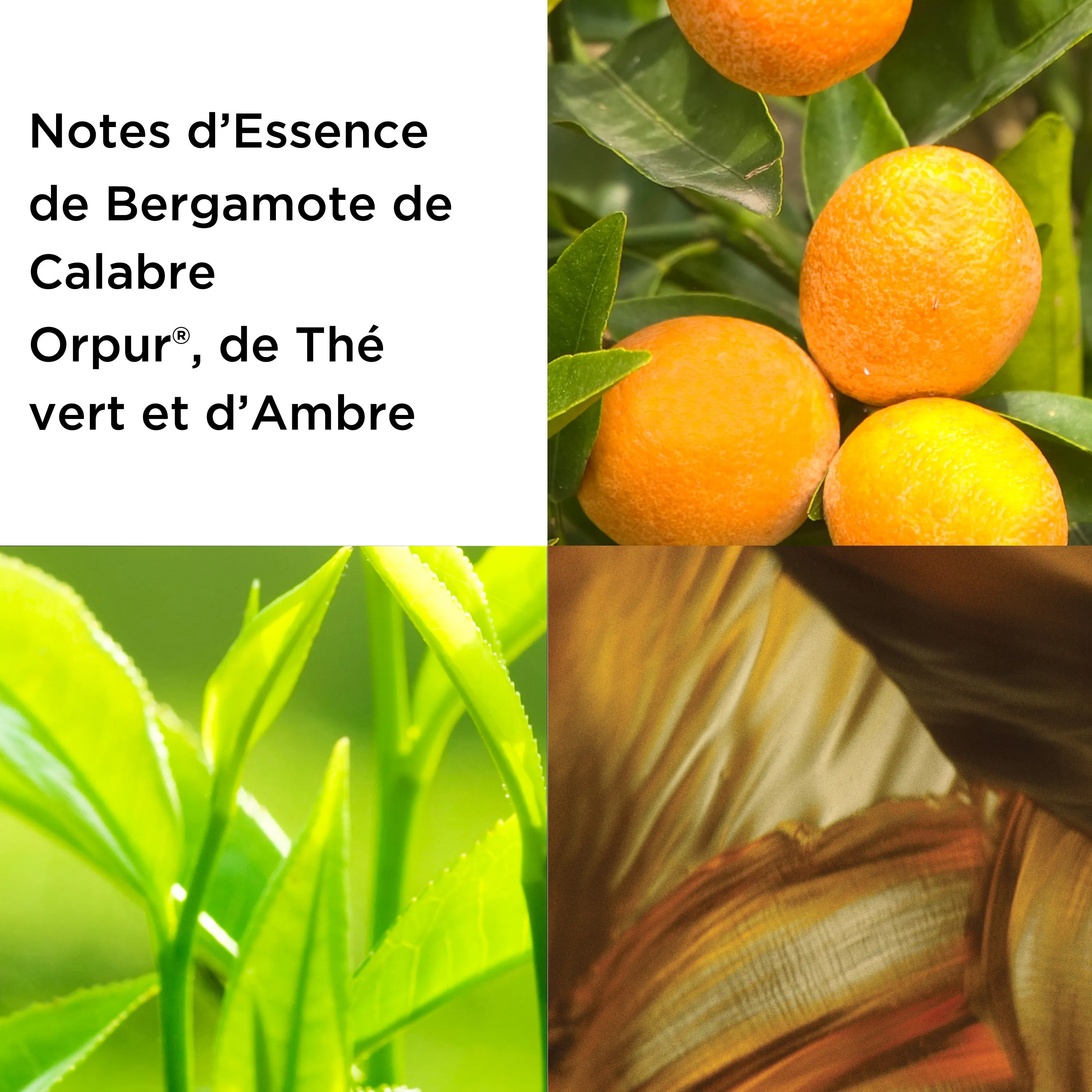 Coffret Duo Green Tea Eau Parfumée 100ml et Crème Corps 100ml