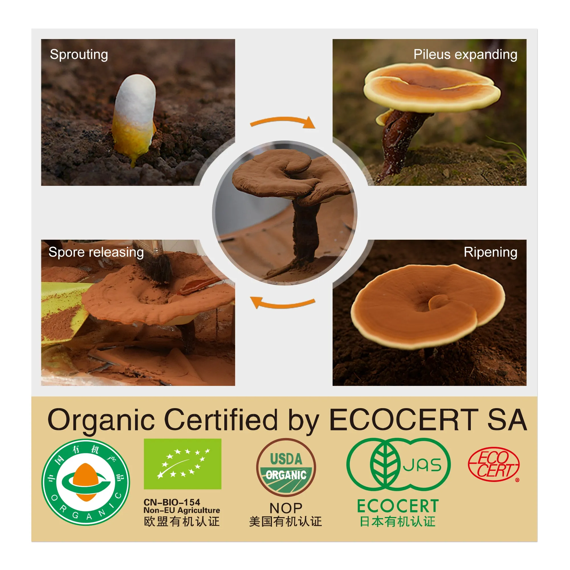 mmunity Boosters – 100% Organic Reishi Mushroom Lingzhi Extract Green Tea